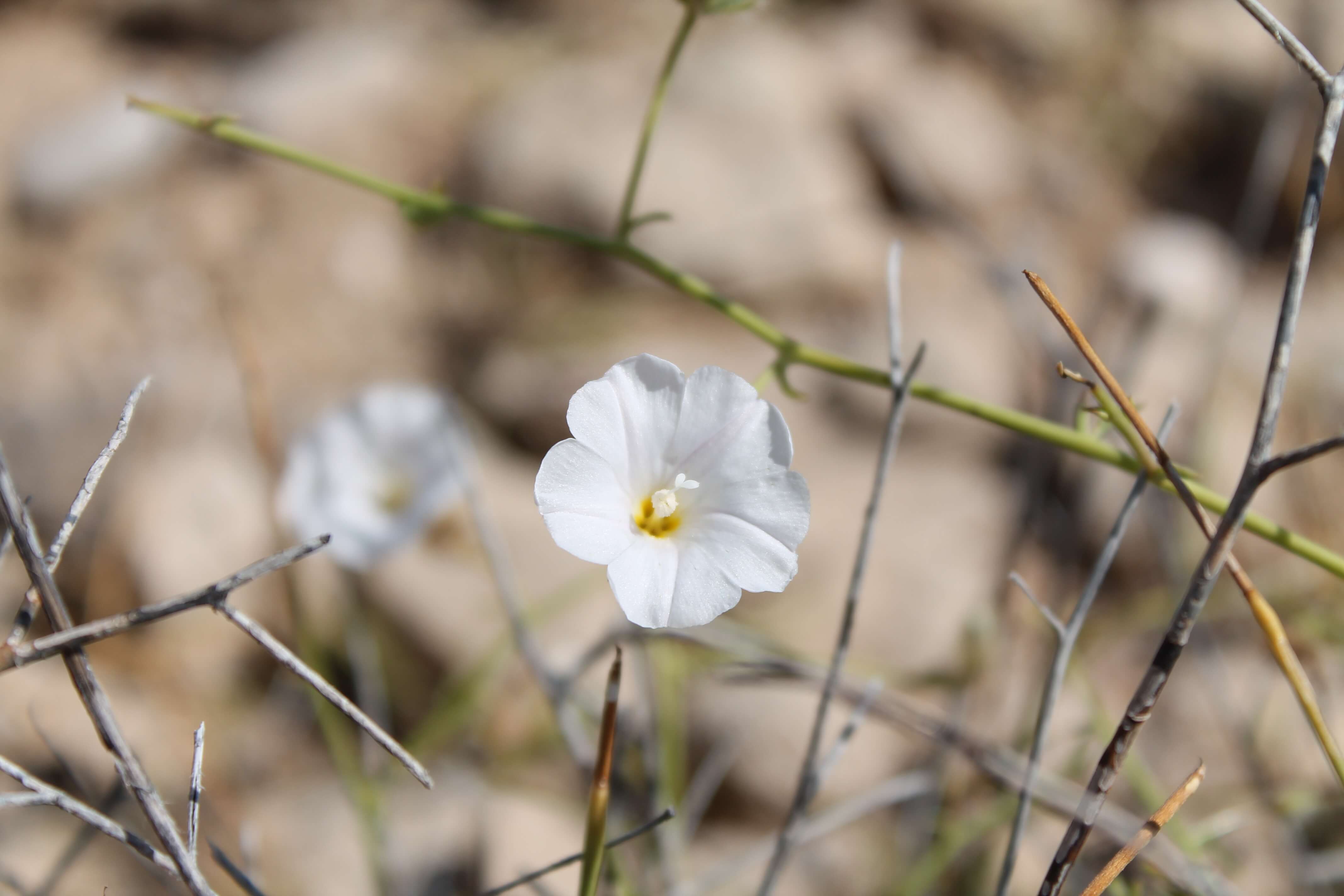 Oman_DesertFlower.JPG