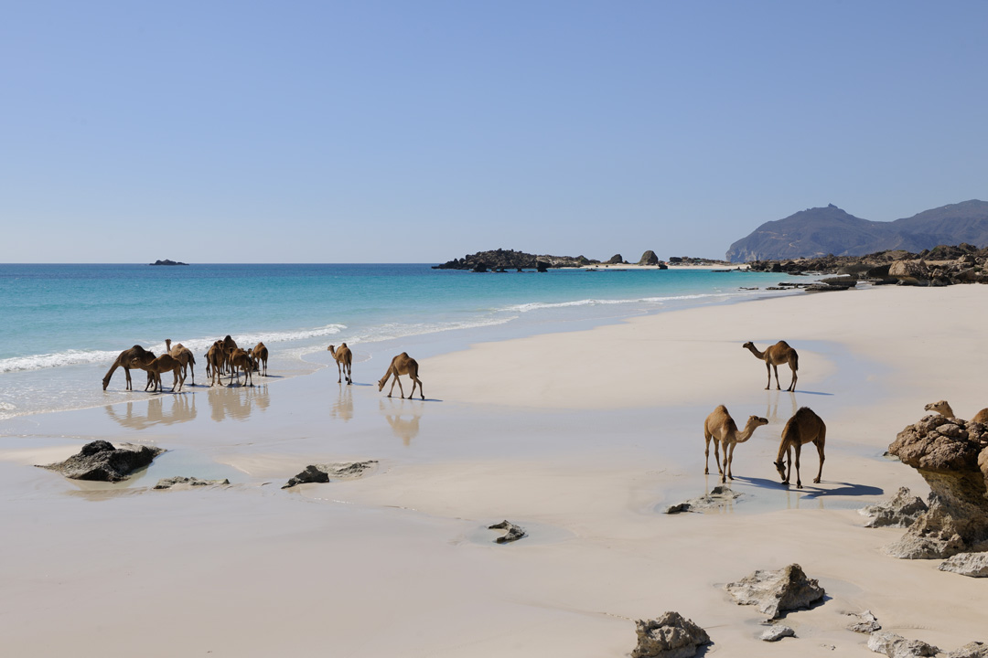 oman dhofar salalah beach camels1